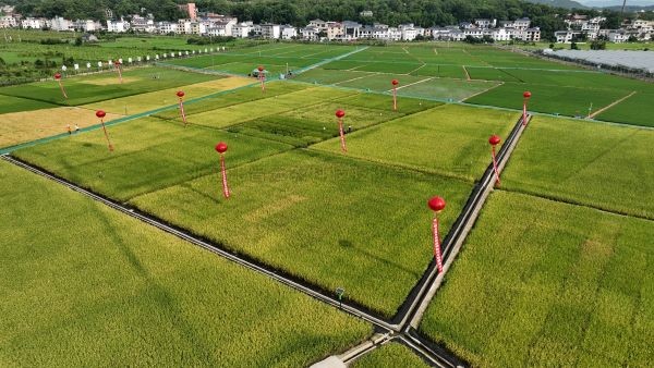 湘東區現代化製種基地，數智賦能讓“贛鄱糧倉”更有底氣！
