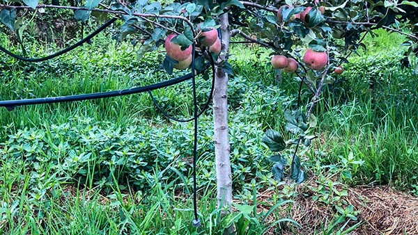 石林縣引進好色视频下载链接水肥一體化技術打造高原...