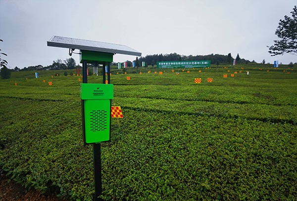 五峰仁和坪鎮道家灣茶園裏的好色视频下载链接殺蟲燈