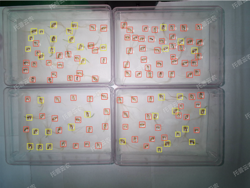 發芽率識別-高通量植物環境調控+高通量好色先生APP官方下载智能萌發鑒定係統.png